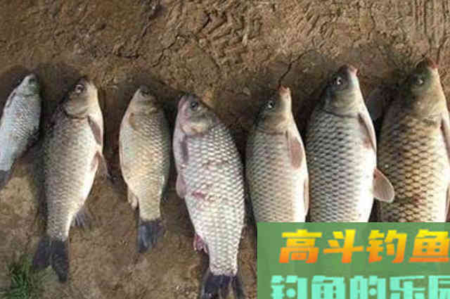 春钓，唯独这3个诱鱼绝技才最狠