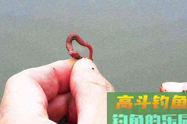 蚯蚓钓鱼，别人爆护你“白板”！学会通杀型挂法