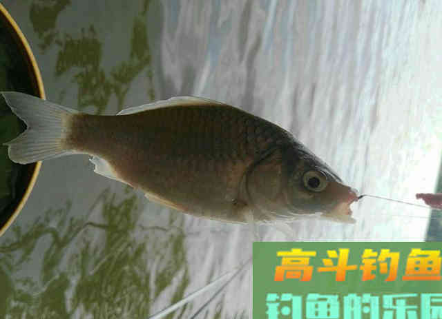 不是跟你炫耀,钓鱼时用这款饵料,鱼情再差也能钓到鱼 不是跟你炫耀,钓鱼时用这款饵料,鱼情再差也能钓到鱼