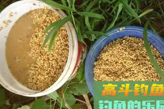 草鱼再大也受不了这饵料的诱惑