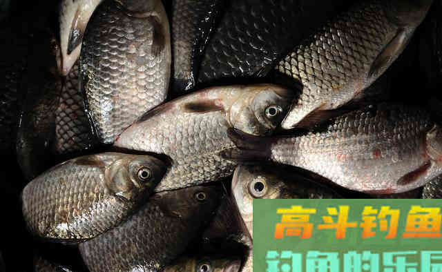 无鱼吃钩咋办？新钓友和老钓友思路相差很大
