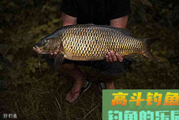 夏季钓鱼，可以试试这几款商品饵配方