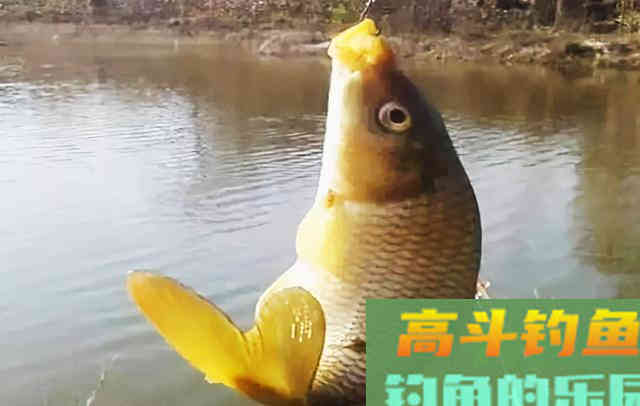 垂钓轻口鱼，掌握导致诱因，应对起来才容易