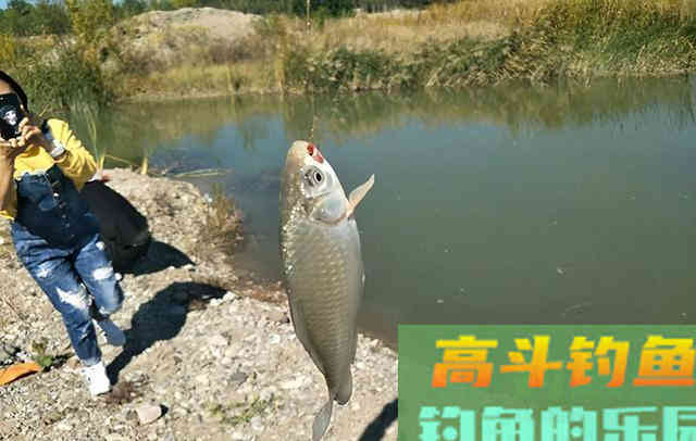 老钓友坦言，冬季钓鲫鱼我只用这三种东西做饵料
