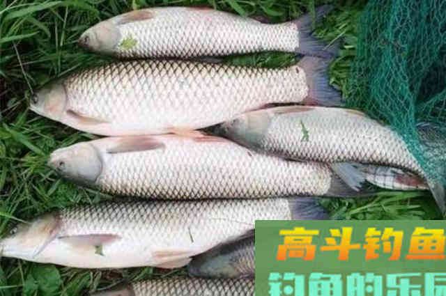 这草鱼饵我连用了二十年，如今依然不想透露