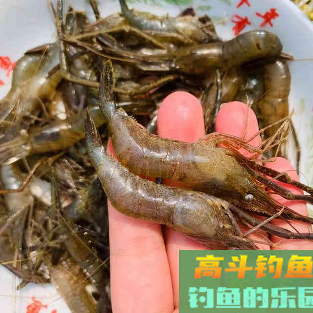 十一二月钓鲤鱼，用上这三种饵料，鲤鱼连杆
