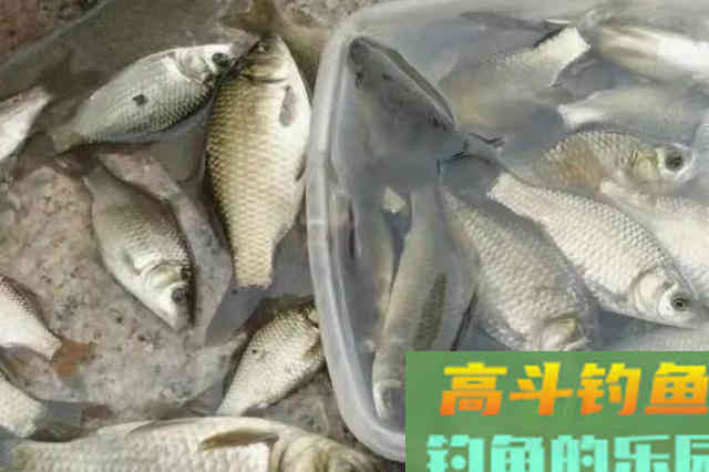 用馒头来代替，鲫鲤鱼好钓到没话说