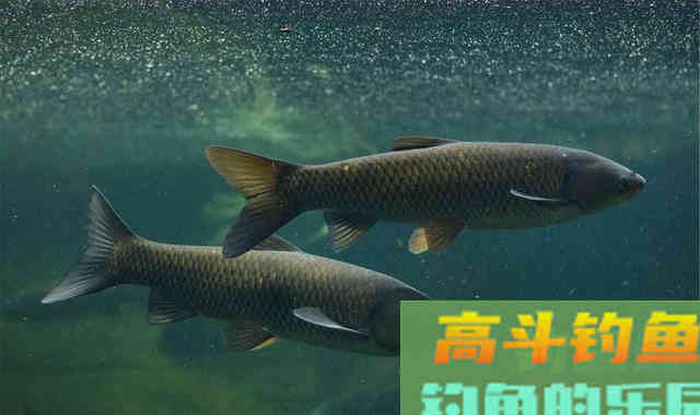 钓鱼时大声说话，真的能把进窝的鱼惊散么