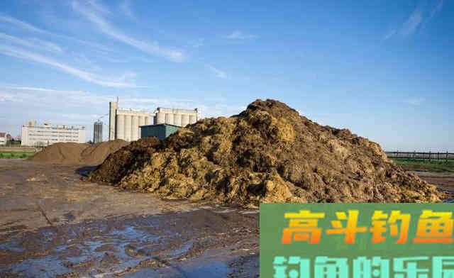 看起来让人作恶，但却是钓鱼的好饵料
