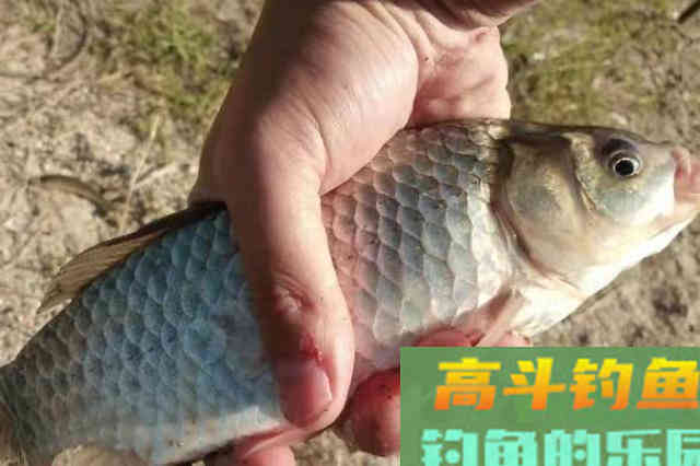 以后钓鲫鱼就这样用饵了，方法简单特有效