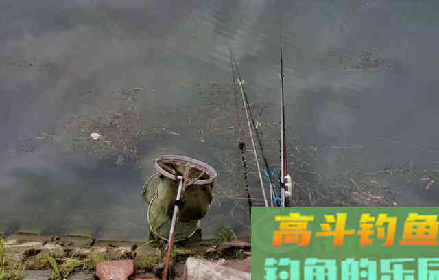 都说玉米适合钓大鱼，你怎么就不行？是因为这6点没做好