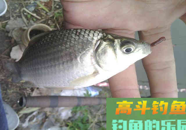 30分钟就能做出窝料来，10斤料成本20