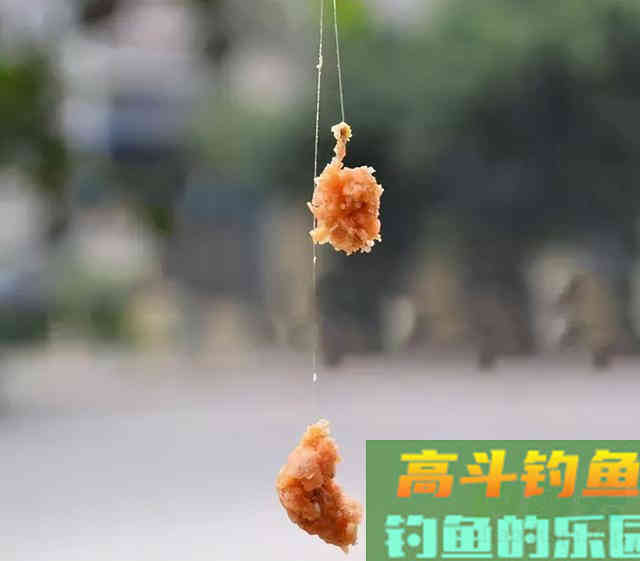 为什么你拉饵老是做不好？改掉三个习惯即可