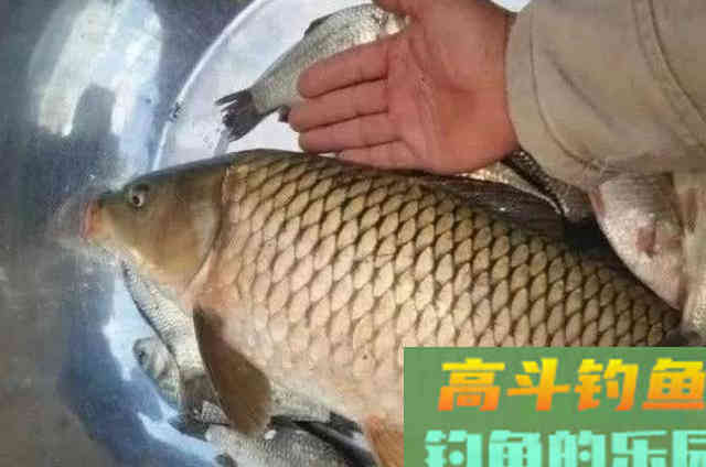 明人不说暗话，秋天我就只想用这鲤鱼饵