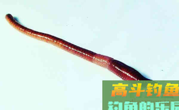 商品饵料才能钓到鱼？我表示不服，试试这些东西再说