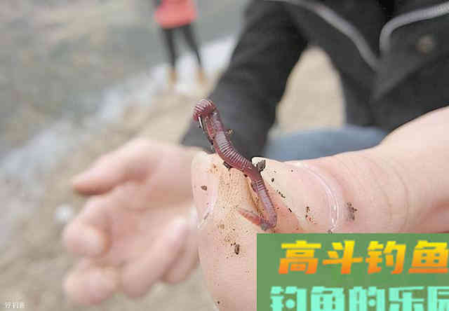 十一二月钓鲤鱼，用上这三种饵料，鲤鱼连杆