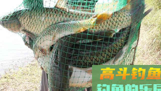 野钓新手的烦恼：鱼吃饱了窝料不吃饵料