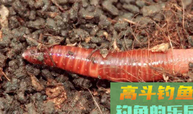 红蚯蚓，黑蚯蚓，都是蚯蚓，钓鱼还有区别