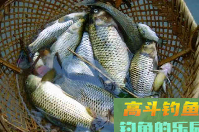 遇到走水就不想钓了？实话告诉你，一般人休想知道