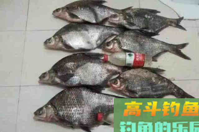 鱼被钓过就不好钓了？别太天真了，试过这3招的人绝非等闲之辈