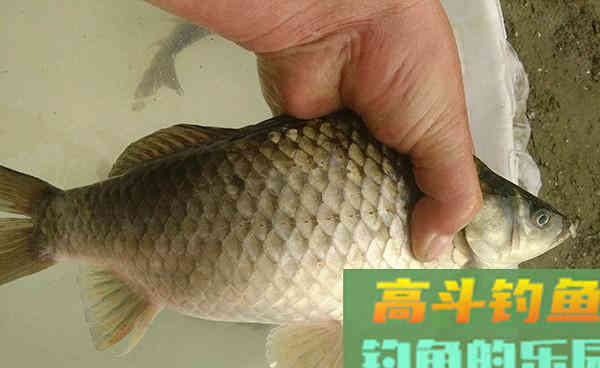 饵料当中加点十三香调料，半下午10斤渔获