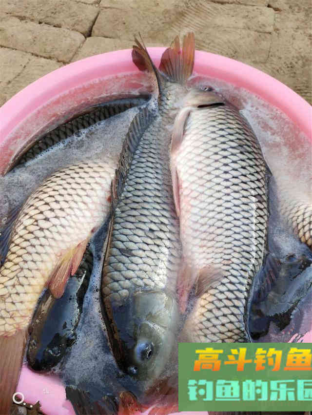钓鱼不要跟风，大多没啥用，资源是学不来的
