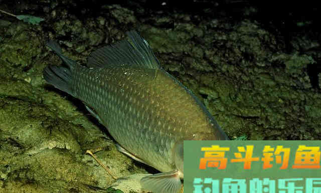 钓鱼时大声说话，真的能把进窝的鱼惊散么