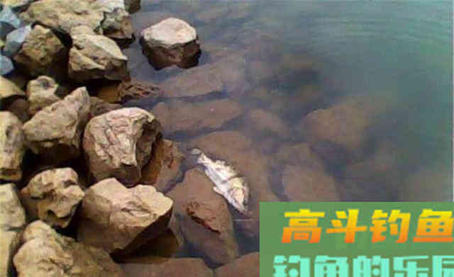 鱼是怎么进窝的？又是怎么被钓到的？