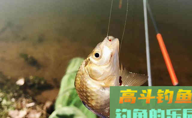 根据鱼情开饵料，千万不要迷信一种饵料状态