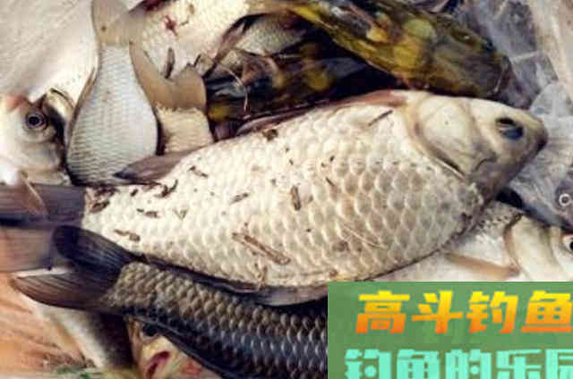 天气变冷大板鲫还真难伺候，碰巧我有这特效饵，一个字