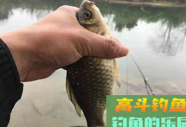 顶漂能中鱼，你偏要看顿口，最后漂调好了，鱼却跑光了