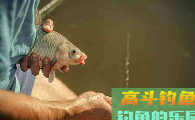 钓鲫鱼绝佳的饵料配方分享，香气四溢招鱼入窝