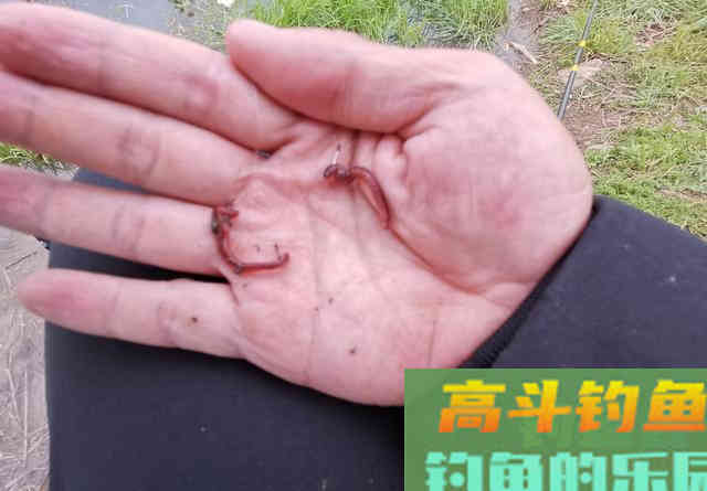 商品饵没口，一换蚯蚓就中鱼，这种现象你遇到过吗