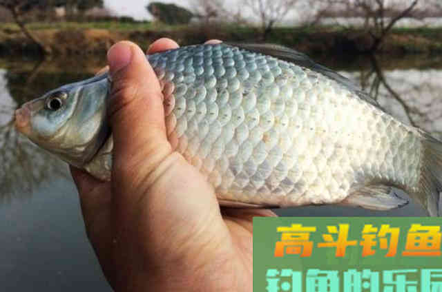 秋钓时，这鲫鱼饵不用白不用，说出来你别不信