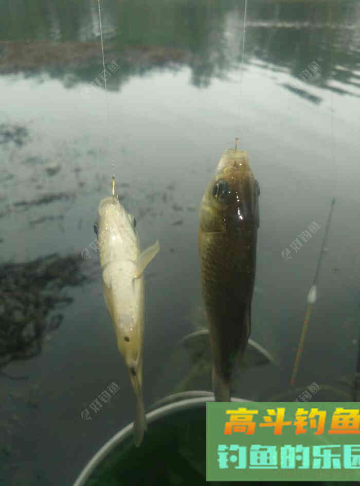 [春季放流]江湖猎人饵料，果然名不虚传