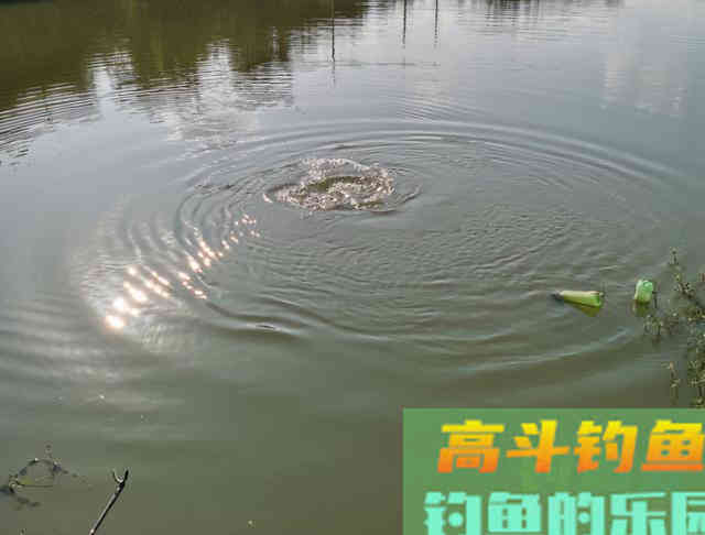 大鱼脱钩会搅窝？其实不脱钩也会搅窝