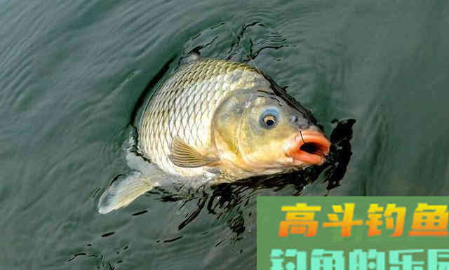 守钓大鱼，不仅仅是盯着浮漂，还要做好三点准备