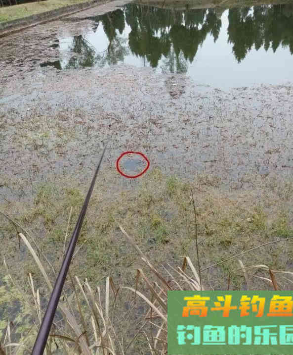冬天钓大板鲫全攻略，再冷都有鱼，饵料可以自制