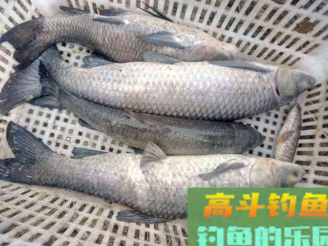 自制钓鱼窝料配方，无偿奉献给大家