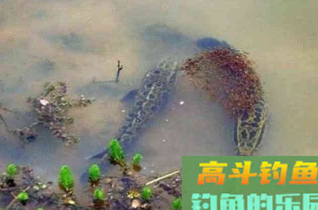 水中有饵，何必费钱！这5种特效饵从小用到大，至今依然管用
