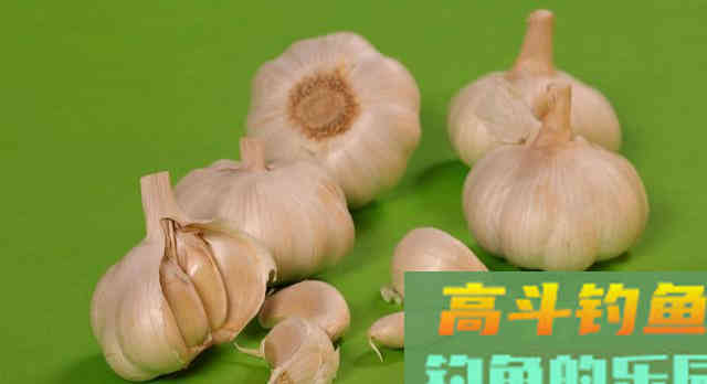 揭秘自制“大蒜饵料”的真相