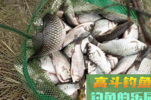 自从用这特效鲫鱼窝料，隔三差五就想钓，特过瘾