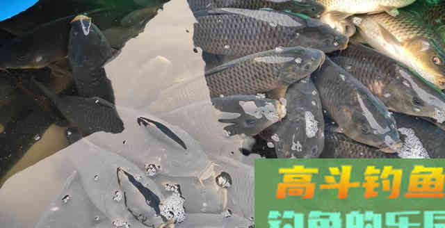 老钓客只用颗粒却多出半数渔获，最后请他抽盒华子