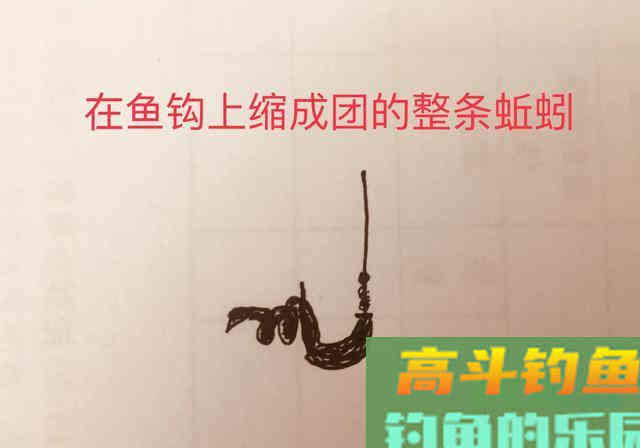 最常见的三种蚯蚓挂钩法，实践检验第三种上鱼效果就是好
