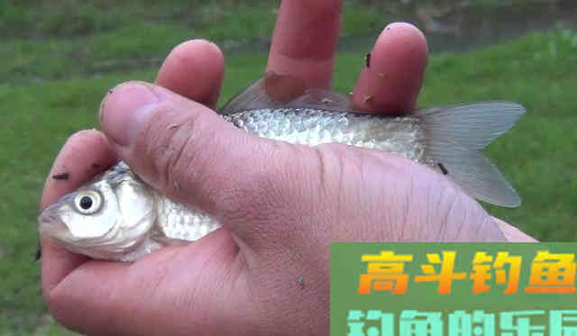 为什么浮漂有信号，提竿却没有鱼
