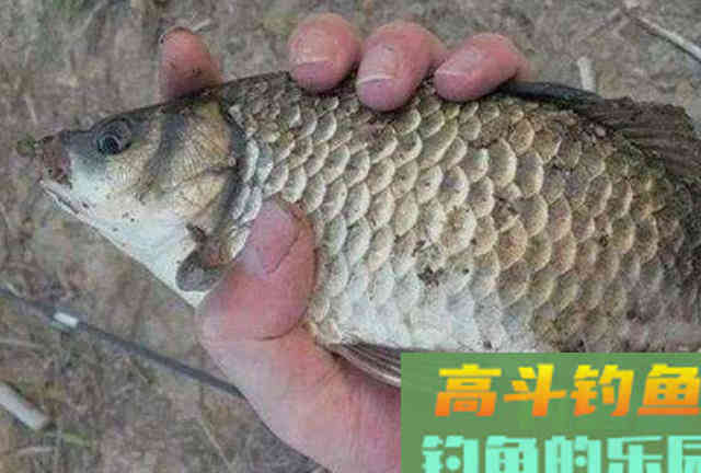 冬钓选饵，唯独这3招最可靠，简单易学效果好