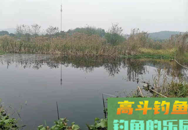 “一包饵料一筐鱼”真的好用？小野塘实战测试