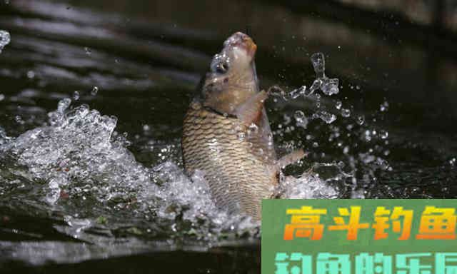 钓不到鱼，或许不是你的饵料、钓技不行