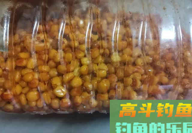 自制老坛玉米钓鲤鱼，效果不比买的差