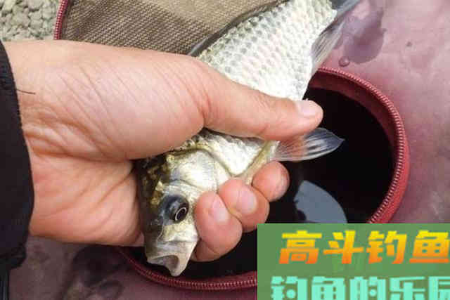 别人连竿，你却没口？按我说的做，竿竿中鱼